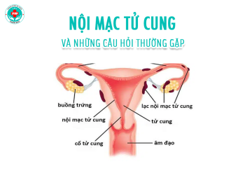 Nội mạc tử cung: Vị trí, cấu tạo và chức năng