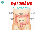 Đại tràng nằm ở vị trí nào trong cơ thể và chức năng là gì?